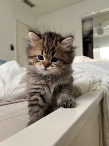 British Longhair – Persian/british longhair chinchilla mix Kittens