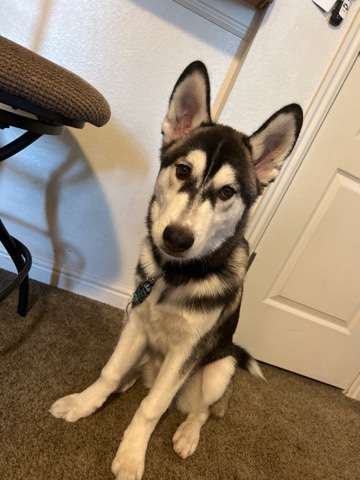 Husky Pupp