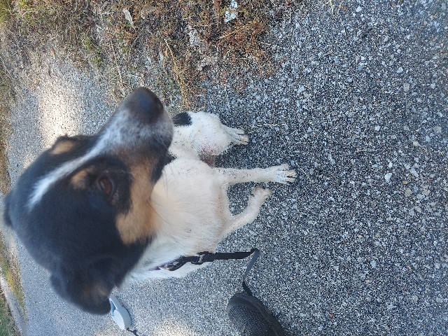Australian Cattle Dog – Australian Cattle Dog