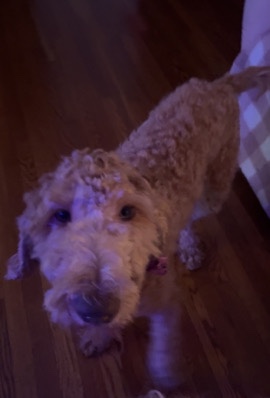 Goldendoodle