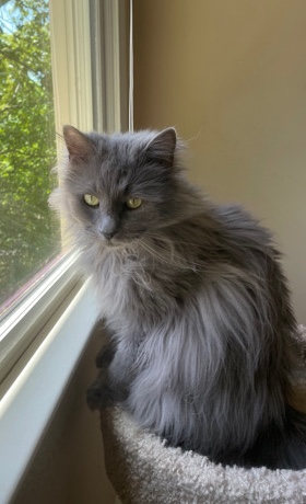 Cats to rehome