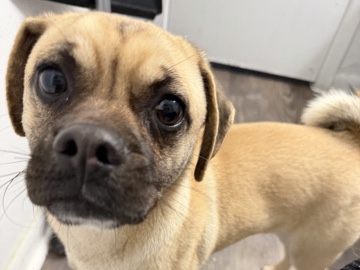 Pug – Cute Pug – Webster