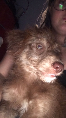 husky x poodle