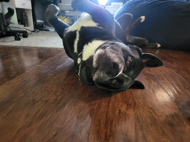Mixed Breed – Large Pitbull Husky – Rockton