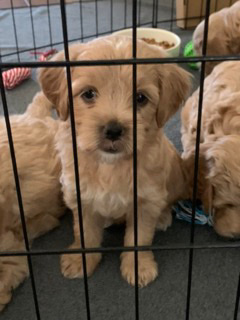 Mini Golden Doodle - Sage