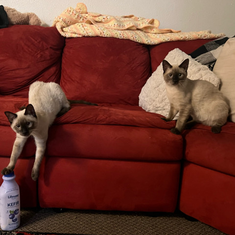 Siamese – siamese cats