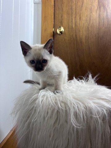 Siamese – Siamese kittens