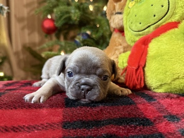 French Bulldog – Frenchie Puppy Looking For A Forever Home!