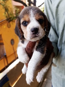 Beagle – beagle puppy