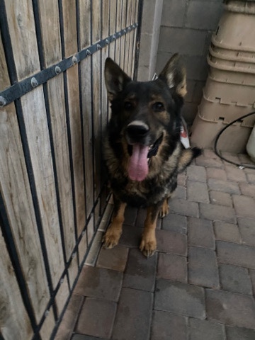 German Shepherd – German Shepherd