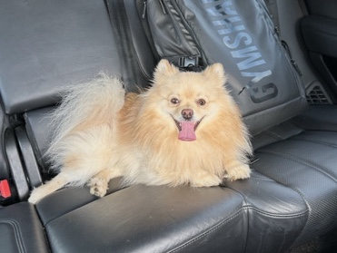 Pomeranian – Teddy – Lawrenceville