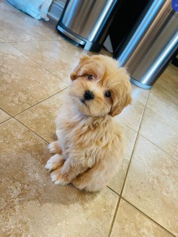 Shih Tzu – 9 Week Female Shihpoo
