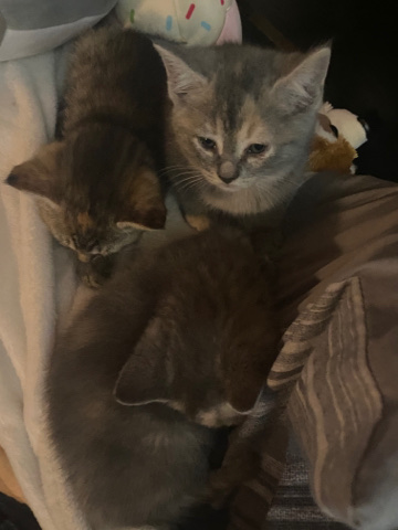 American Shorthair – 3 female kittens