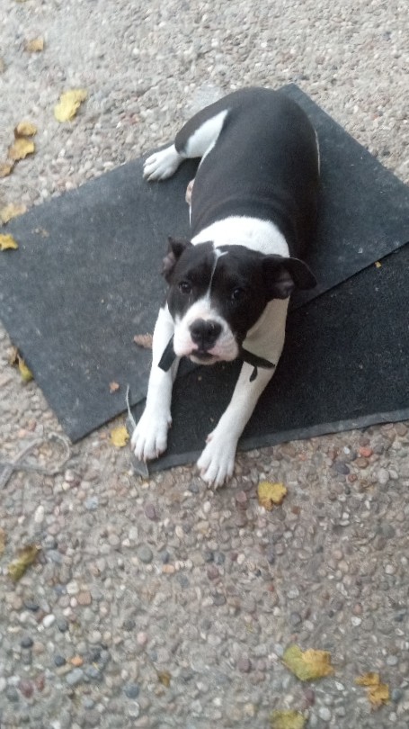 Bull Terrier β bully pup..Amy.. rehoming