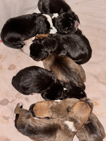 American Pit Bull Terrier – puppies