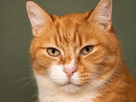 Senior Mixed Breed Cat for Adoption – 14 Years Old in Redland Bay – Redland Bay