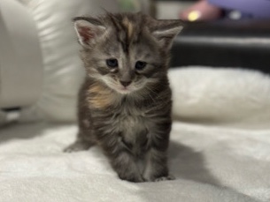 Maine coons Kittens