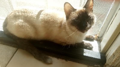 Siamese – Siamese cat (Maggie) – Sacramento