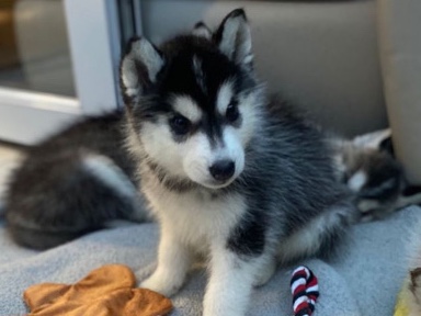 Image of Siberian Husky