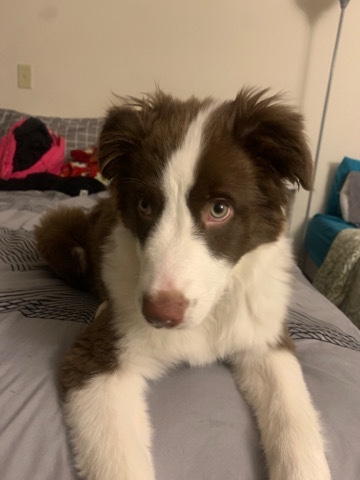 petshome%2Fadverts%2FGjwFVhDnW5Cq9J8y9pSy%2Fmain image