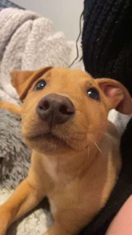 American Bulldog – bull herding for sale