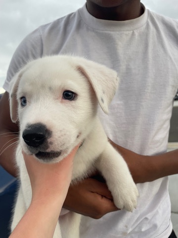 Labrador Husky – Bane