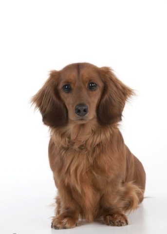 Golden Retriever – goldern retriever