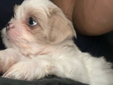 Shih Tzu Pups