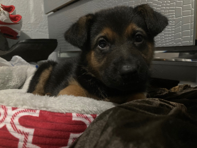 German Shepherd – selling Full German Shepard