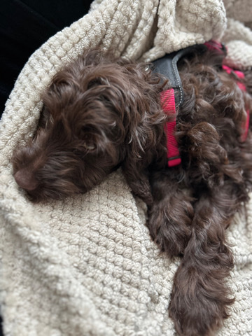 15 week old female cockapoo