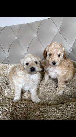 Poodle β F1bb cockapoo