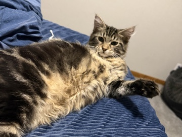 Maine Coon – mainecoon (Cail) – Akron