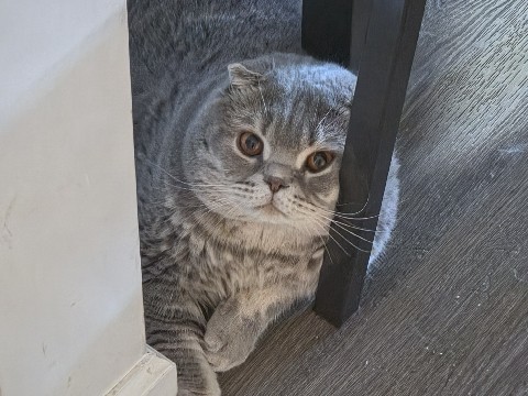 Scottish Fold – Rehoming Male Scottish fold – Bronx County