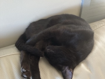 Bombay – kitten – Los Angeles