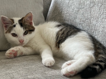 Gorgeous Siberian kitten