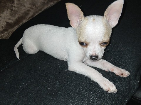 Chihuahua – Chihuahua needs a loving home – Columbus