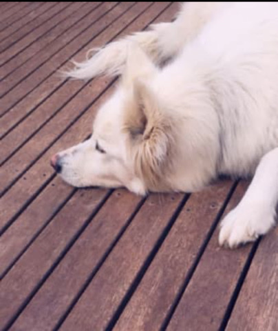 Siberian Husky – 2 melamute and husky