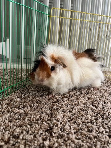 Any – male guinea pig
