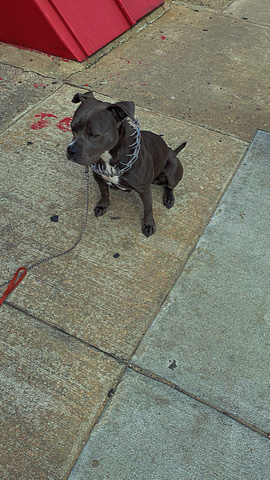 Bulldog – Nova