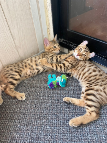 F2 Savannah hybrid kittens