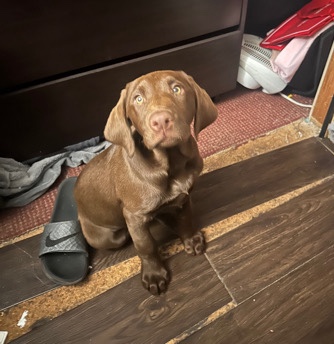 Labrador Retriever – Chocolate lab