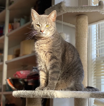Cat moms needed 😔