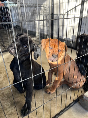 Cane Corso – Rotti-Corso puppies