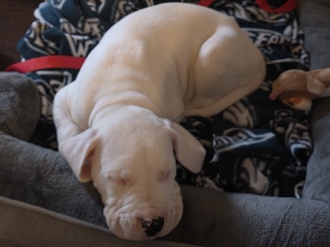 Dogo Argentino – Argentinian Mastiff for sell – Ashburn