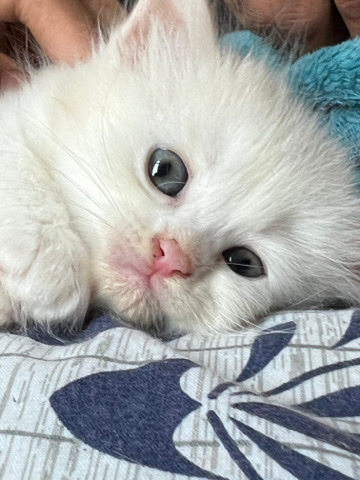 Persian (Modern) – persian Kittens
