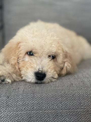 golden doodle puppy
