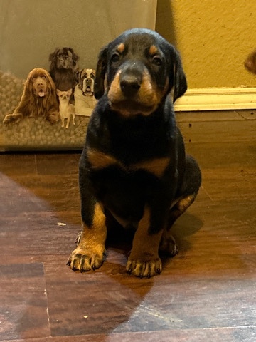 Doberman Pinscher – Doberman Puppies