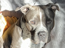 American Pit Bull Terrier – Black lab mix with pitbull – Bellwood