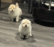 Chow Chow β Akobi and Kami