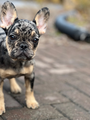 French Bulldog – CooKie the Frenchie